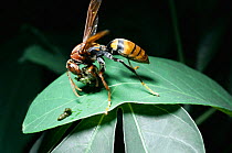 Social wasp converts caterpillar prey to pulp to take to nest, Sulawesi
