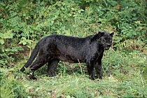 Melanistic (black form) leopard (Panthera pardus) often called Black panther. Captive.