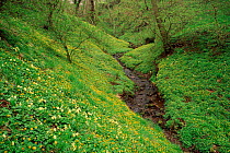 Primrose (Primula vulgaris) and Lesser Celandine (R. ficaris), understorey in woodland, Tayside, Scotland. Montrose, Angus.