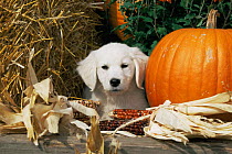 Golden Retriever puppy (Canis familiaris) portrait with pumpkin
