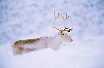 Domesticated Reindeer / Caribou  (Rangifer tarandus) female in snow, Scotland