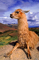 Llama. Cusco, Peru
