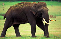 Indian elephant tusker grazing. Kabini NP southern . India (Elephas maximus)