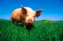 Domestic pig portrait, Yorkshire breed