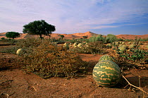 Tsamma Melons (Citrullus lanatus) growing in the Namib Desert, Namibia.