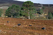 Black grouse males displaying at lek to attract females to mate (Tetrao tetrix) on heather moor with Scots Pine, Scotland