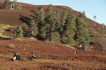 Black grouse males at lek on heather moor with Scots Pine, Scotland