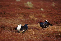 Black grouse males (Tetrao tetrix) at lek. Deeside, Scotland, UK, Europe