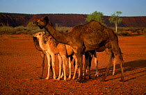 Dromedary camels, Australia