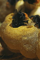 Red tailed bumblebee (Bombus lapidarius) tending to a cell in its nest, Germany