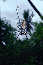 Giant wood spider female on web (Nephilia maculata) and much smaller male above, tropical rainforest, Sulawesi