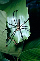Giant wood spider female (Nephilia maculata) Sulawesi tropical rainforest