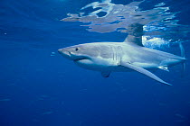 Great white shark, Australia (Carchardodon carcharias)