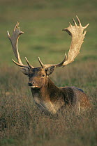 Fallow deer buck (Dama dama) during rutting season, introduced species, England, UK