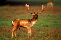 Fallow deer buck during rutting season, England, UK. Species introduced to UK by Romans