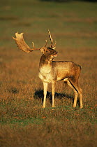 Fallow deer buck calling during rut (Dama dama) introduced species during Roman times, England, UK