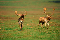 Fallow deer (Dama dama) stags at lek England, UK Introduced to UK by Romans
