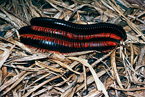 Giant millipedes mating with second male attempting to get in on the act (Epibolus pulchripes) Kenya Tropical dry forest.