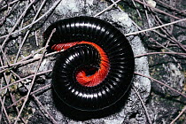 Giant millipede curled in defensive coil (Epibolus pulchripes) Kenya, Africa. Tropical dry forest.
