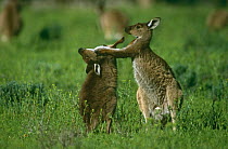 Western grey kangaroos {Macropus fuliginosus} sparring, Australia.