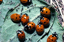 Seven spotted ladybirds (Coccinella septempunctata) feed on Black bean aphids UK