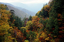 Ravine with trees in autumn colours. Shokawa, Japan