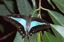 Blue triangle butterfly (Graphium sarpedon) on leaves, Melbourne zoo, Australia, captive