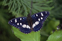Southern white admiral butterfly (Limenitis reducta) on leaves, Germany