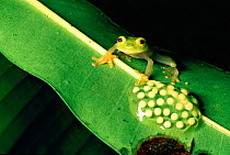 Glass frog parent guarding eggs (Centrolenella fleischmanni) Belize