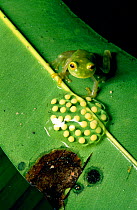 Glass frog guarding its eggs (Centrolenella fleischmanni) Belize