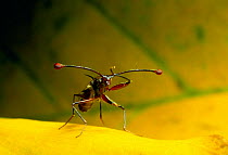 Stalk eyed fly, Thailand (Cyrtodiopsis whitei)