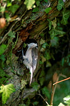Marsh tit taking food to chick (Poecile palustris)  Wilthire, England