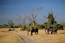 African Elephants and game viewing vehicles. Africa. Tourism