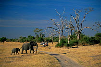 African Elephant and young (Loxodonta africana) about to cross the road infront of safari / game viewing vehicles, South Africa