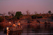 Game viewing (African elephants) Chobe NP, Botswana, Southern Africa