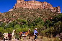 Trekking with Llamas (Lama glama) in Aravaipa Canyon, Arizona, USA.