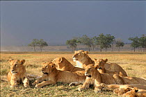 Lion pride in Masai Mara, Kenya, Africa