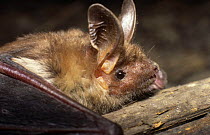 Greater mouse eared bat {Myotis myotis} head profile, Poland