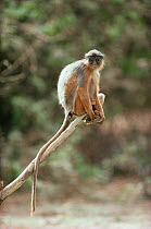West african red Colobus monkey (Procolobus badius) Gambia, Endangered