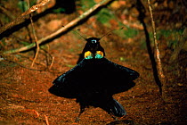 Arfak parotia bird of paradise male displaying to attract mate Irian Jaya, Western New Guinea (West Papua).