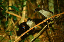 Arfak parotia bird of paradise male (left) courting two females, Irian Jaya, Western New Guinea (West Papua).