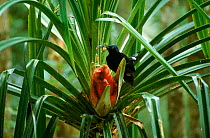 Black sicklebill bird of paradise male feeding at Pandanus plant, Irian Jaya / West Papua, Western New Guinea