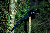 Black sicklebill bird of paradise male courtship display, Irian Jaya / West Papua, Western New Guinea Arfak Mountains