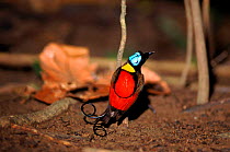 Wilson's Bird of Paradise male displaying to females on twig above.  Irian Jaya, Western New Guinea (West Papua).