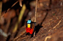 Wilson's Bird of Paradise male displays to females on twig above. Irian Jaya, Western New Guinea (West Papua).