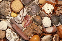 Rocks and minerals looking like assorted candies, Banquet of Rocks collection, USA