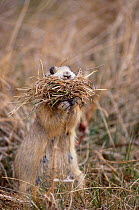 White tailed prairie dog female (Cynomys leucurus) collecting nesting material Colorado USA.