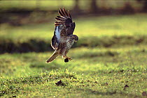 Common buzzard (Buteo buteo) stooping. Germany, Europe