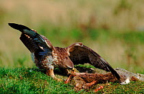 Common buzzard (Buteo buteo) with rabbit prey. Wales, UK, Europe
