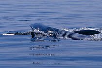 Fin whale lunge feeding (Balaenoptera physalus) Atlantic, Cape Cod, USA